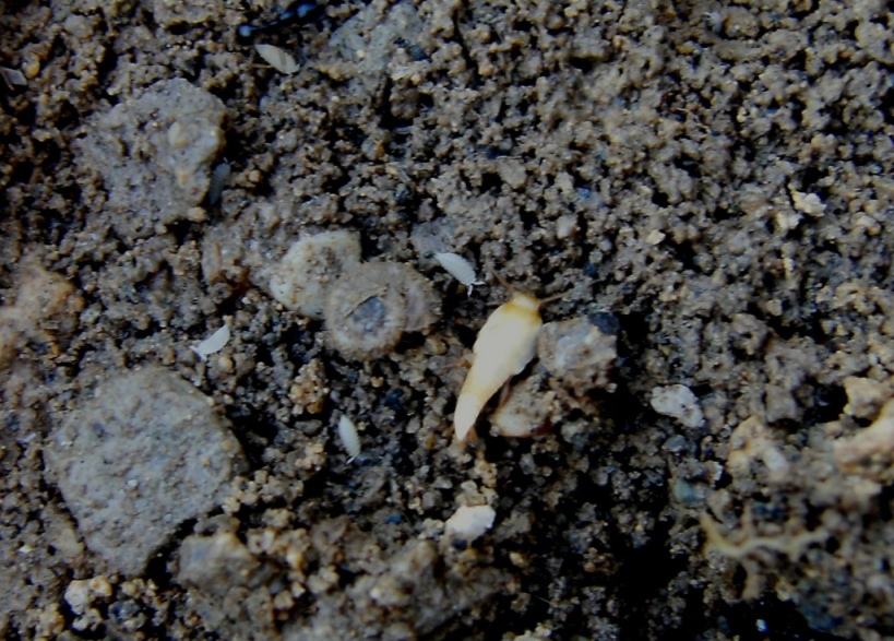 Ospiti delle Messor:Tricholepisma, Oniscidae e Myrmecophilus